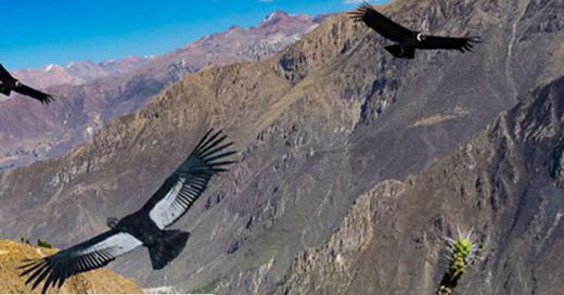 Cañón del Colca Full Day