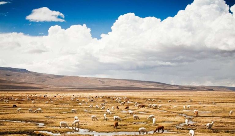 Vicuñas y alpacas en la Reserva Nacional de Salinas y Aguada Blanca
