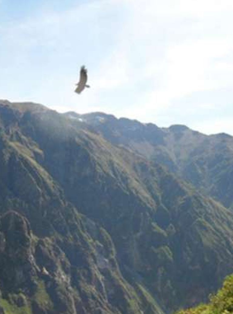 Cóndor sobrevolando el Cañón del Colca