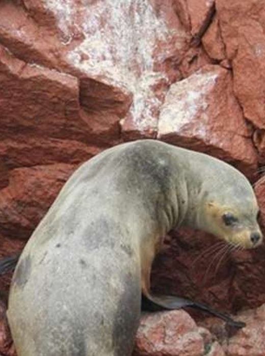 Islas Ballestas
