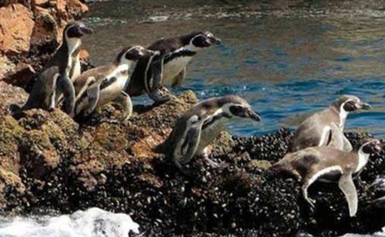 Pingüinos de Humboldt en las rocas de las Islas Ballestas