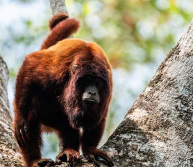 Mono aullador rojo en la selva de Tambopata