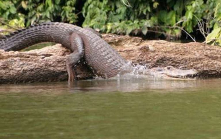 Caimán en la orilla del río en Tambopata