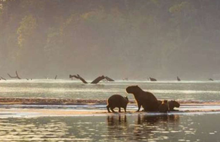 Capibaras junto al río en Tambopata